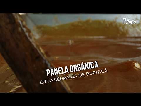 Panela orgánica en la serranía de Buriticá - TvAgro por Juan Gonzalo Angel