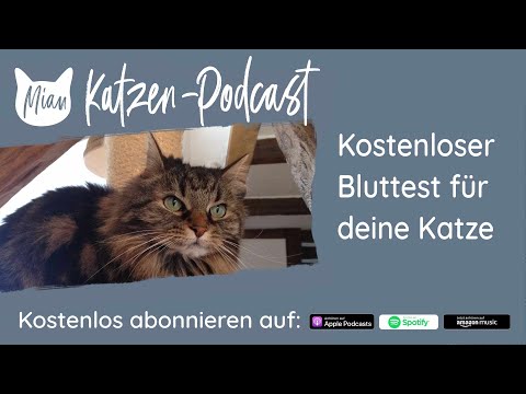 Kostenloser Bluttest für deine Katze | Miau Katzen-Podcast