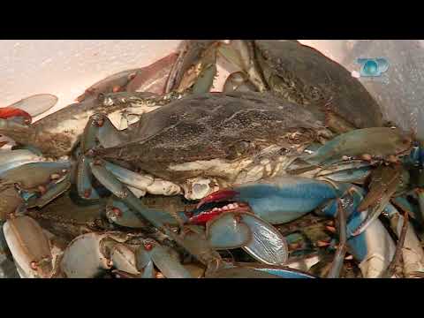 Ne Shtepine Tone, 27 Qershor 2018, Pjesa 2 - Krustacet