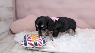 ミニチュアダックスの動画01