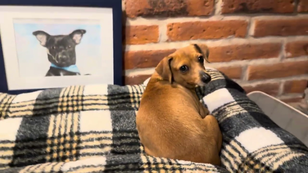 Enlarge Nora, a Adoptable mixed breed in Encino, CA video 6/6