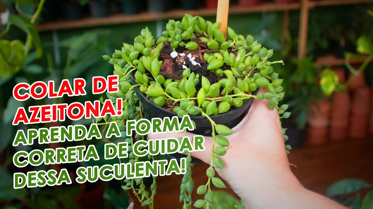 Como cultivar COLAR de AZEITONA