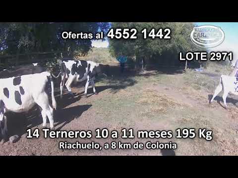 Lote 14 Terneros 11 HO- 1 HO/ NO - 1 HE/ KIWI  - 1 KIWI 195 Kgkg -  en Riachuelo, a 8 km de Colonia