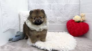 ポメラニアンの動画01