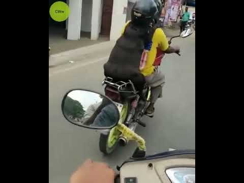 Dog travelling with helmet on bike
