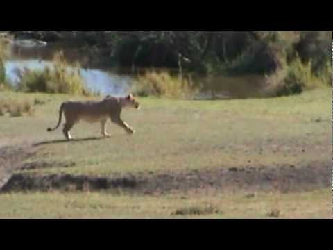 Big Trek Serengeti (lions vs gnus)remastered