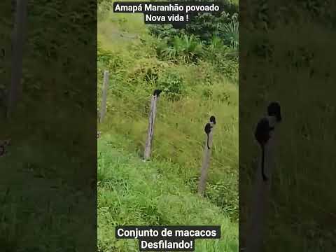 Povoado Nova vida Amapá do Maranhão