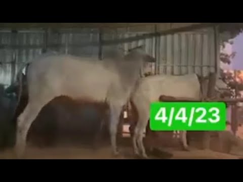 Bull 🐂 Cambodia #04/04/2023