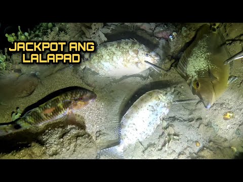 Night Spearfishing Hunting Fresh Seafoods Palawan Philippines Episode 14