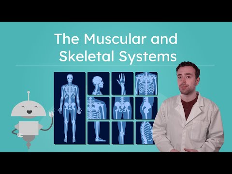 The Muscular and Skeletal Systems - How Our Bodies Move