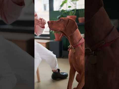 99% of Vizsla Owners Don't Know This || Everything You Need to Know About Vizslas #vizsla #dog