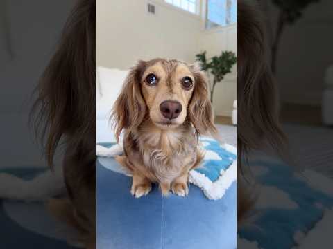 My dachshund puppy grew out of her puppy features🥹 #dachshund #dog #puppy #shorts