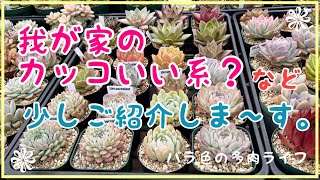【多肉植物】【ガーデニング】我が家のカッコいい系？など少しご紹介しま〜す。