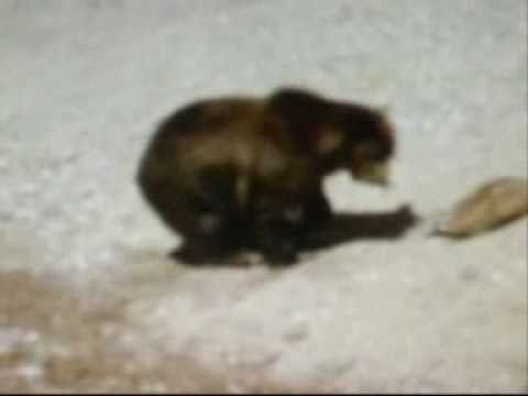 Grizzly Bear Vs American Badger