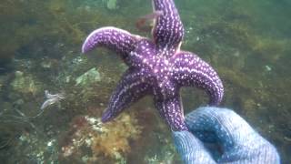 Как ловить устриц в средиземном море