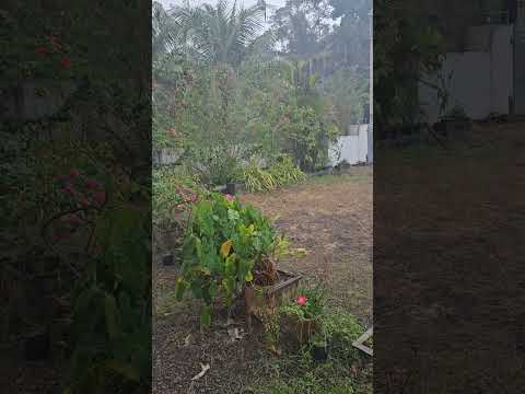 #Mazha #venalmazha #rain #rainsoundsforsleeping #loverain #home