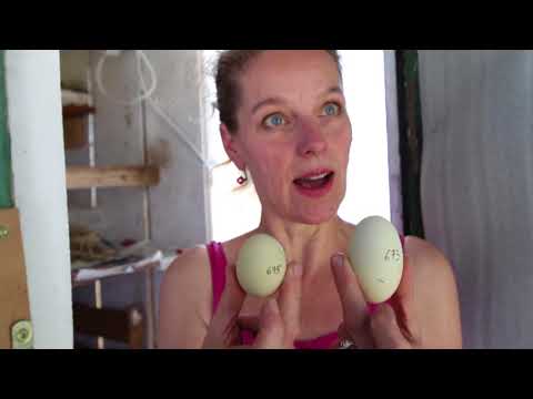 Stadthühner - auf dem Hof von Inka Seidel