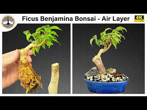 Ficus Benjamina Bonsai - Air Layer