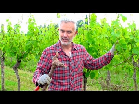 Der "Weinflüsterer" verrät: Wie wird Wein alt und gut?