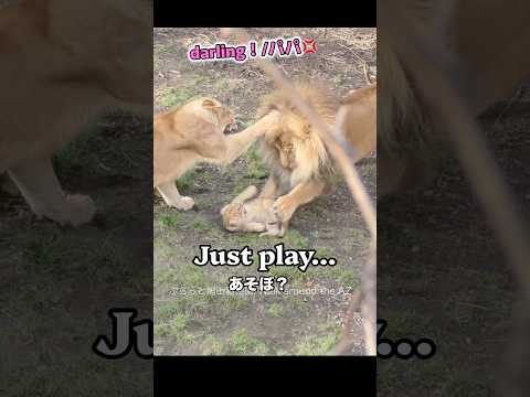 Why not😭なんでだよ＃ライオン #オリトイオイトフウレイ #ファミリー  #赤ちゃん  #lion #cute #animal  #cubs