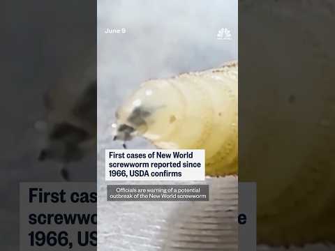 USDA reports five cases of New World screwworm