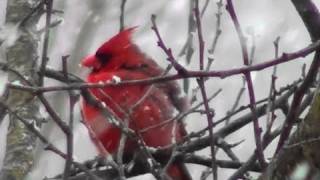 Relaxing Snowfall - Winter in the Country