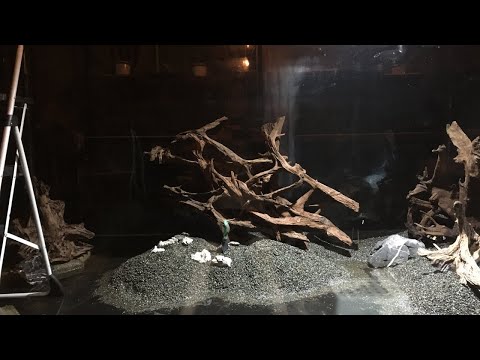 Paludarium with African Pike Odoe Fish | Monster Aquarium Tank Fish Room