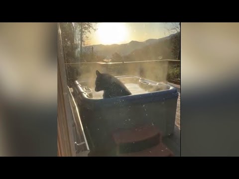 Usa, sorpresa sul balcone: l'orso si rilassa nella vasca idromassaggio