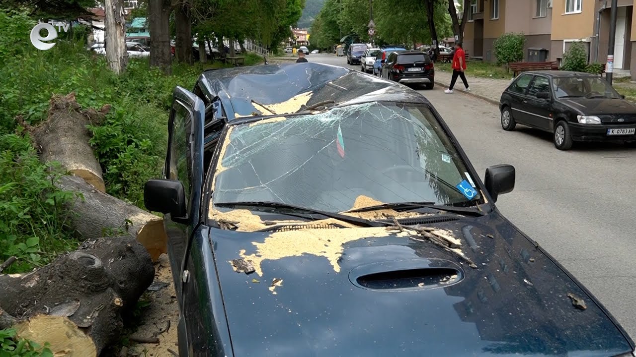 Дърво падна и премаза автомобил в кърджалийския квартал „Възрожденци“