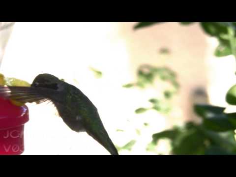 V03967 Male Anna's Hummingbird at feeder Realtime 720p HD