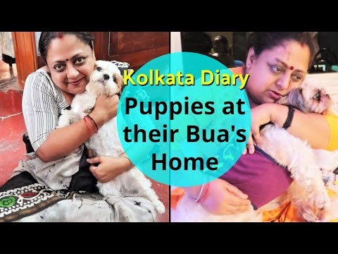 My Puppies Visit Their Aunt's Place