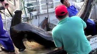 The Horrors Of Shark Finning