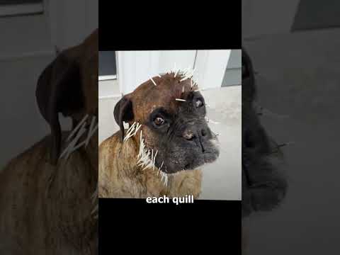 How Porcupines Use Their Quills 🦔