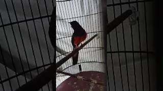 Download lagu MURAI BATU GAJAH MADA mp3