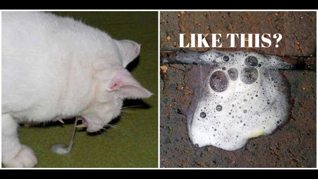 Why is my cat throwing up white foam?