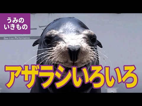 Neophoca cinerea 分布.png