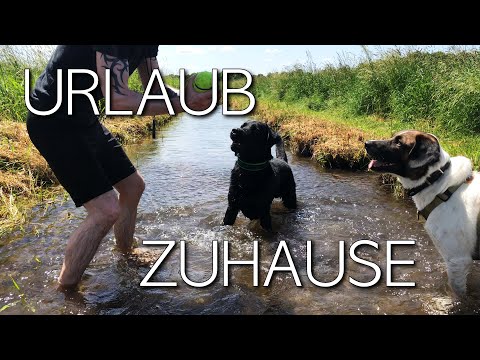 Cedric der Labrador - 114 | Urlaub zuhause