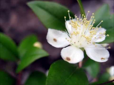 Klapa Crikvenica - Cvit od mrče (2010)