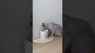 マザコン猫スルタン水を飲む【スフィンクス】
