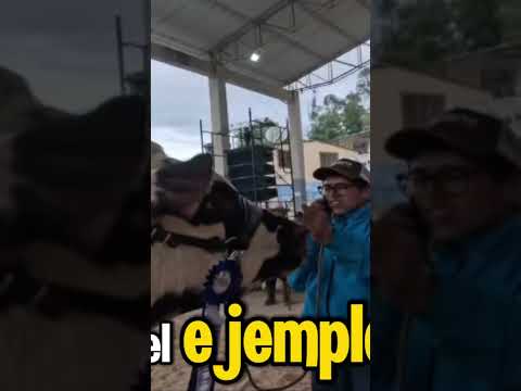 Campeón de la feria ganadera en Úmbita Boyaca.