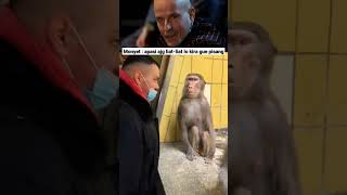 Download lagu meme viral 2023‼️monyet lucu bikin ngakak ‼️#shorts #short #meme mp3