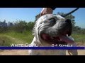 WHITE DEVIL - MOST EXTREME LOOKING PIT ...