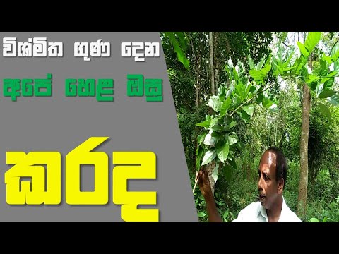 Karada | Hela Osu Sinhala | story eka