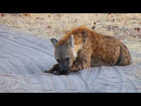 Hyena call - whooping sound