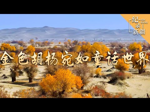 新疆胡杨林美得挪不开眼 |  纪录新疆