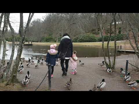 SWEDISH DUCKS IN RONNEBY BRUNNSPARK