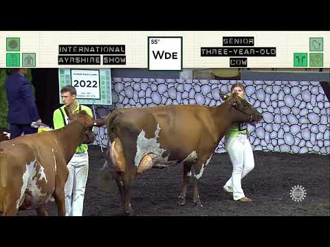 133 AYRSHIRE SENIOR THREE-YEAR-OLD COW