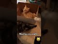 Cute Orange Tabby Cat Is Just Trying To Chill