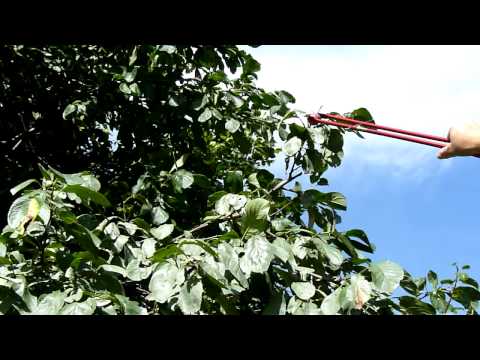 Plockar ett plommon.mpg