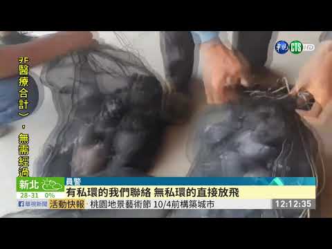 買毒缺錢抓賽鴿勒索 警救14「肉票」